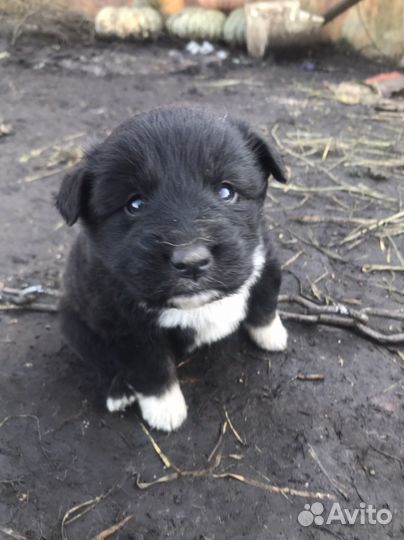 Щенки алабая