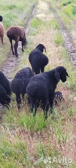 Продажа баранчик в, производители, кучкары