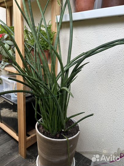 Сансевьерии сортовые