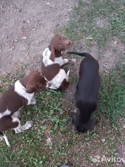 Щенки курцхаара