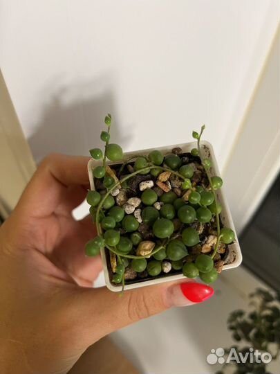 Крестовник роули