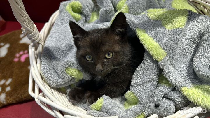 Черный котенок(девочка)