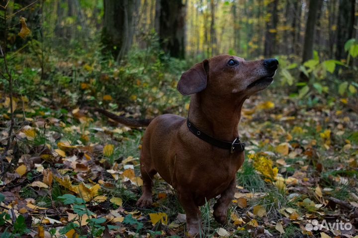Такса вязка (кабель)
