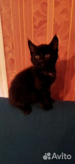 Котята девочки