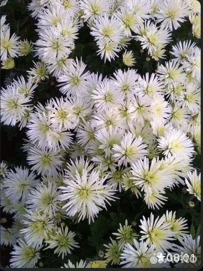 Хризантемы мультифлора