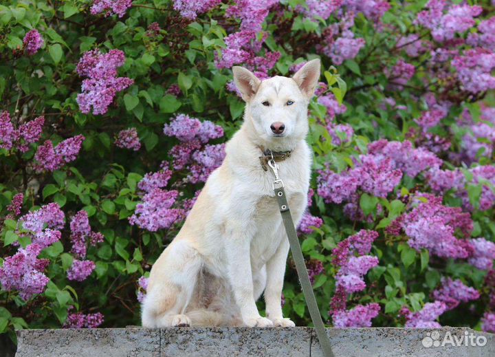 Красотка Перси, стерилизована