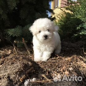 Французская болонка оставила костромичку без денег