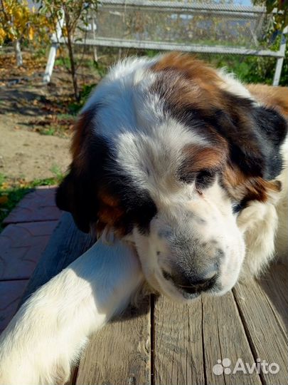 Вязка московская сторожевая