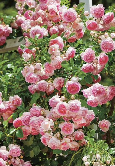 Роза плетистая Жасмина