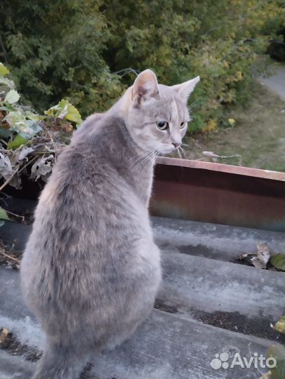 Очень нужен дом