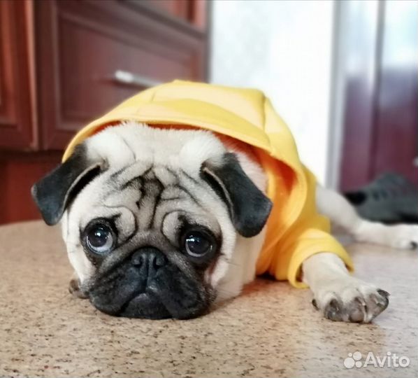 Вязка мопс девочка