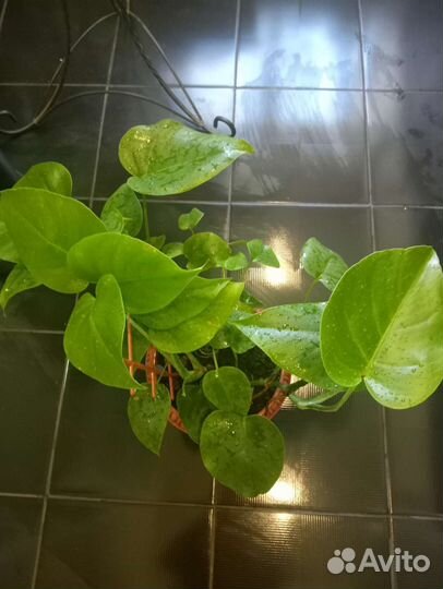 Комнатные цветы антуриум