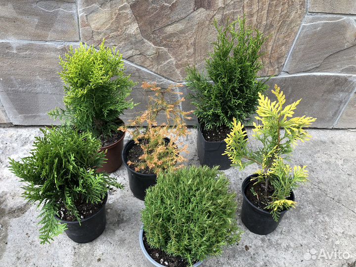 Хвойные малыши