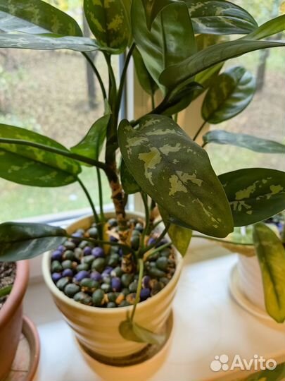 Комнатные растения цветы большие