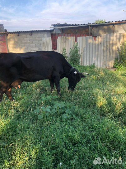 Коровы и телята