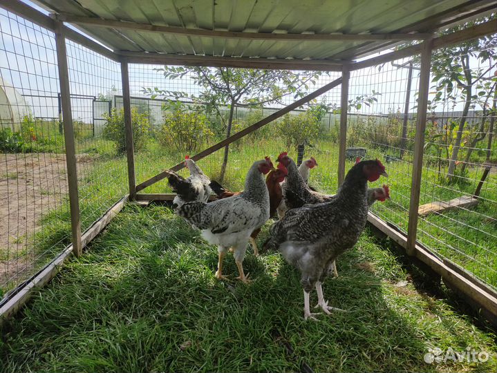 Молодые петухи