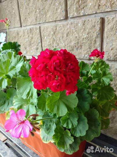 Пеларгония герань