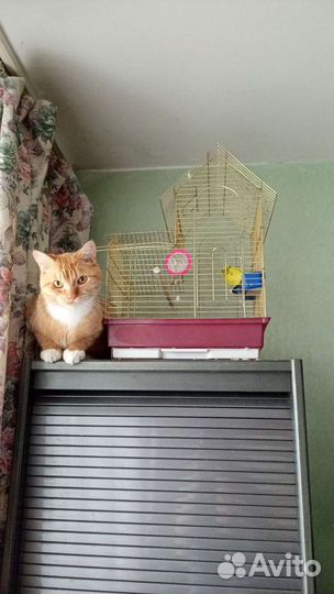 Отдам кота в добрые руки