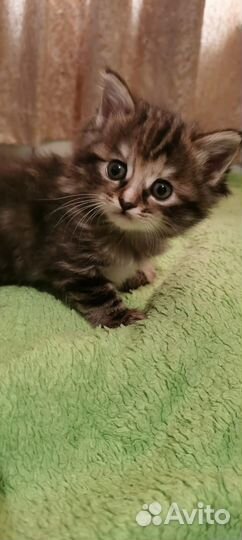 Котята девочки (1.5 мес.)