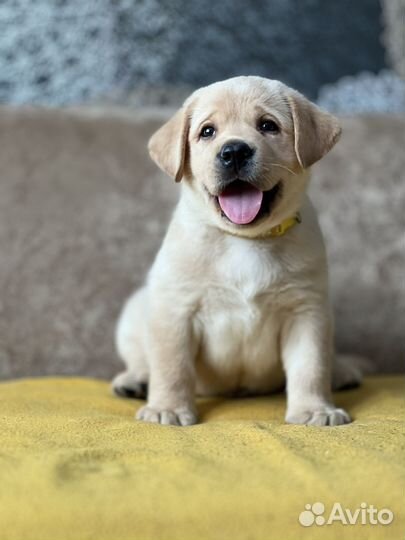 Щенки лабрадора