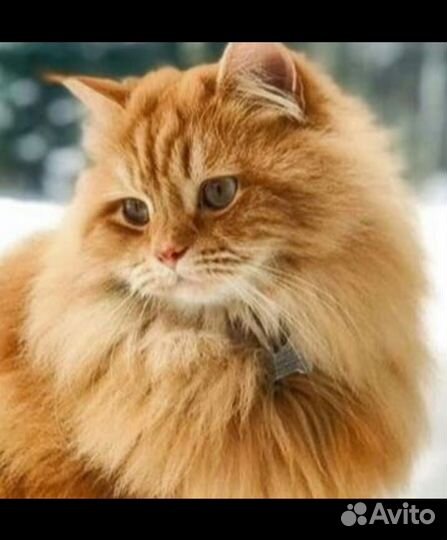 Шикарный молодой котик в добрые руки