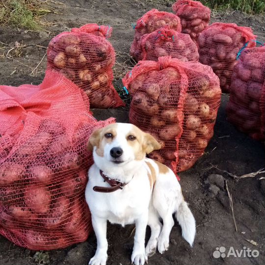 Картофель крупный, вкусный