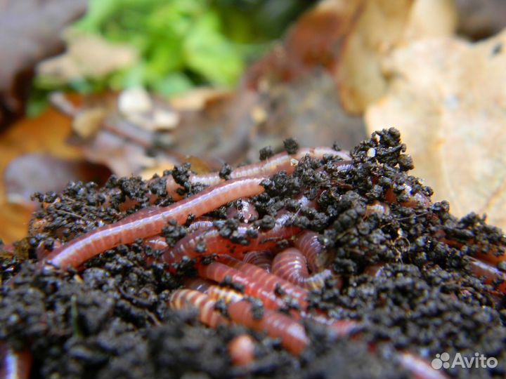 Калифорнийские черви для биогумуса