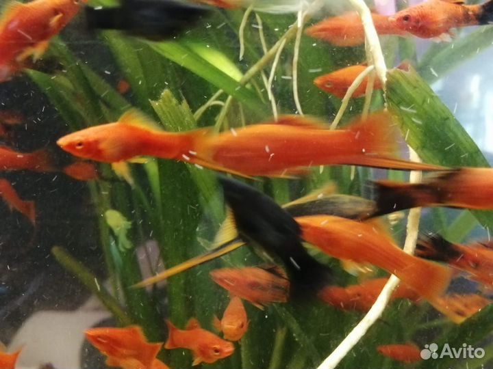 Меченосцы и моллинезии