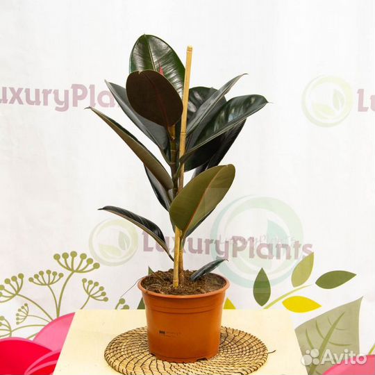 Продам фикус эластика