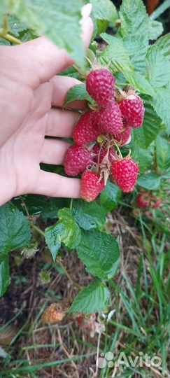 Малина ремонтантная Полька Саженцы