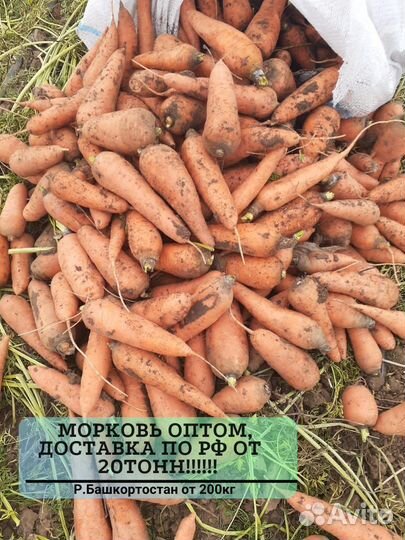 Морковь оптом от 20 тонн