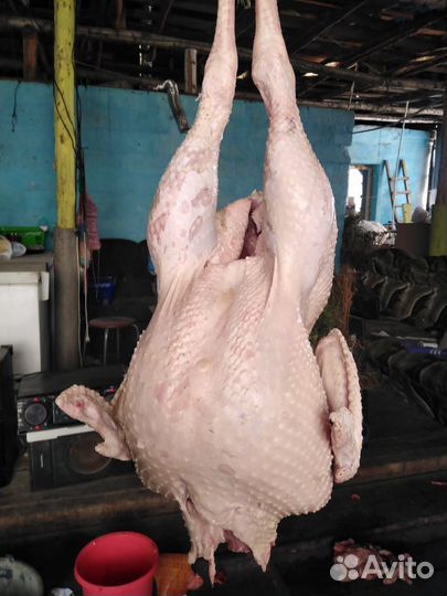 Мясо индюка