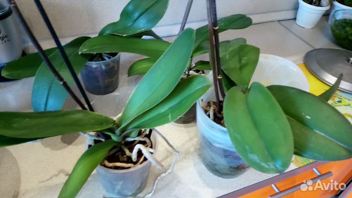 Орхидея фаленопсис