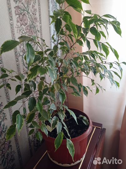 Бенджамина