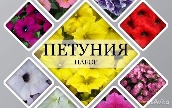 Цветущая петуния. набор 13 штук