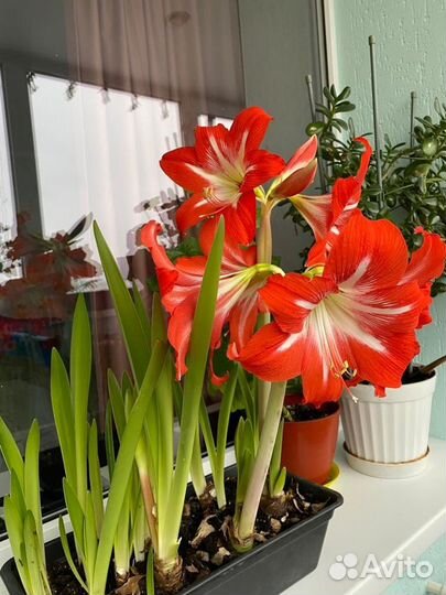 Луковицы амариллиса