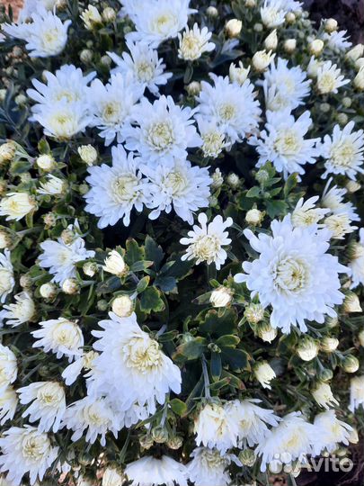 Хризантема мультифлора