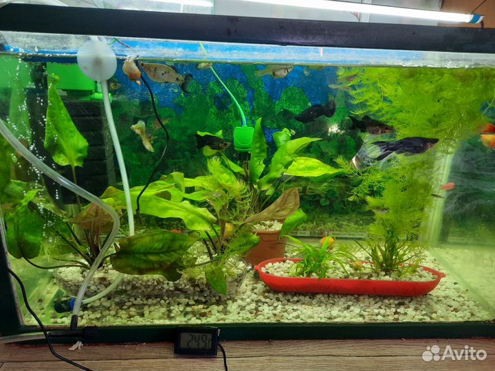 Рыбки гуппи