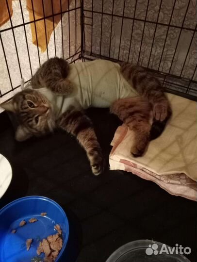 Котята