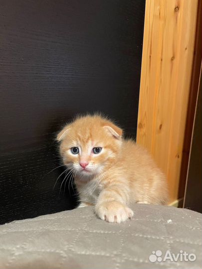 Котята в добрые руки мальчики