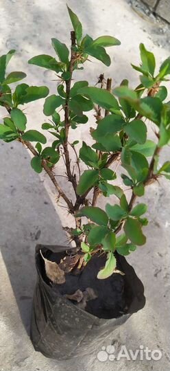 Барбарис зелëный и пурпурный