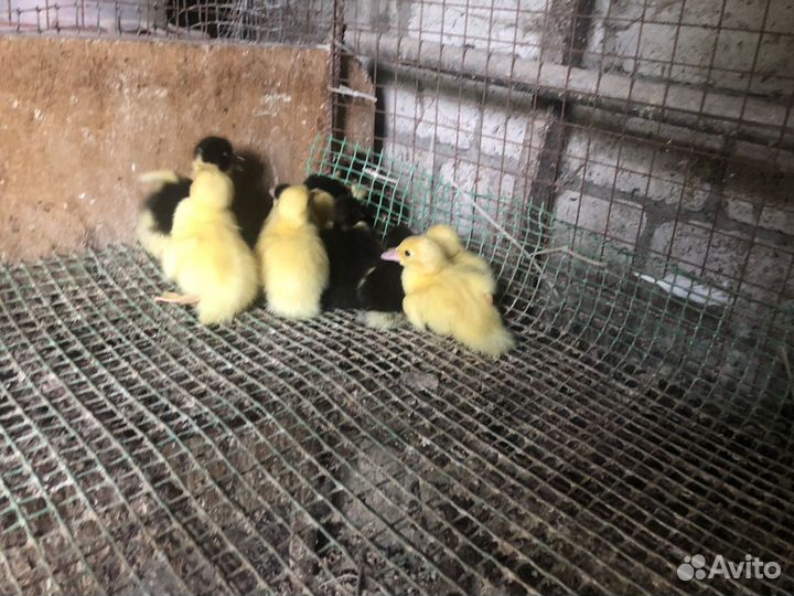 Индоутята суточные