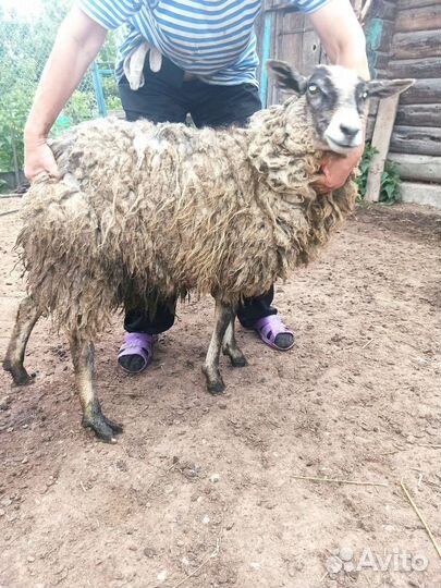 Овцы, ягнята