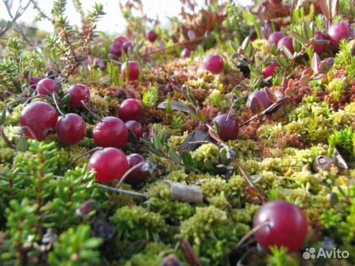 Клюква свежая