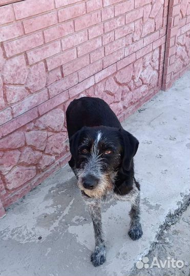 Метис Дратхаар