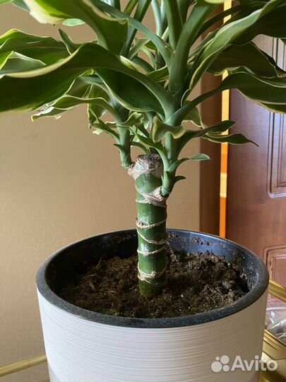 Драцена Голден Кост