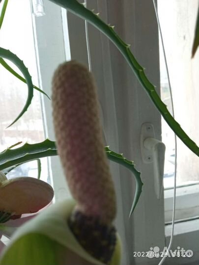 Замиокулькас- долларовое дерево