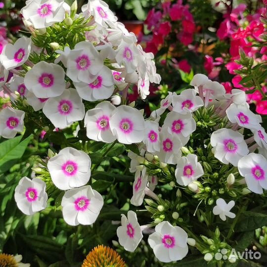 Многолетние цветы. Петунии и другие однолетние