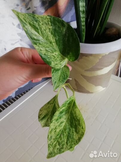 Сциндапсусы и сингониумы сортовые