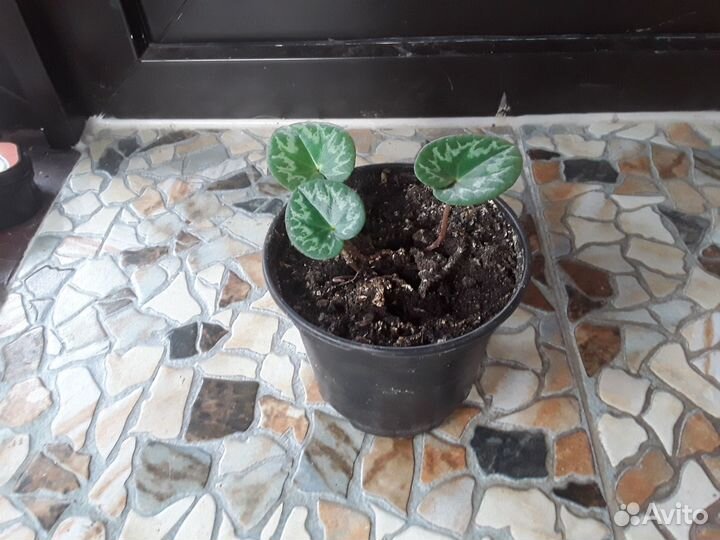 Детки альпийской фиалки